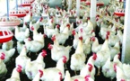 Les dessous d’une bataille dans l’aviculture Sénégalaise