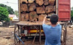 Le trafic de bois menace la forêt en Casamance