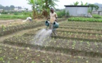 Le FONGIP appui les agriculteurs des "Niayes" avec un financement de 400 millions