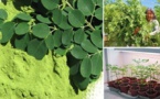 Moringa: l’herbe qui tue cancer tue et arrête le diabète