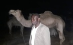 Gamou 2018 : Le ministre Amadou Ba paye des bœufs et chameaux pour Sérigne Béthio Thioune