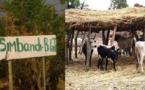 Simbadi Balante : Plus de soixante boeufs volés...