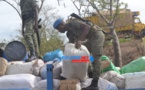 Joal : La gendarmerie saisit une tonne de chanvre indien