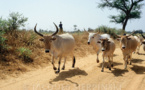 Vol de bétails : Les autorités Bissau-guinéennes restituent des vaches à Goudomp