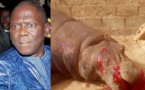 Hippopotame tué à Kédougou : Moustapha Diakhaté étale sa colère