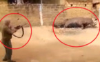 Kédougou: Hippopotame abattu par un blanc