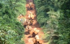 Port de Banjul : Saisie de 4 containers de bois en provenance de la Casamance 