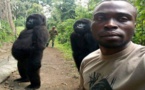 Des gorilles qui aiment les selfies