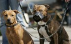 Pikine: Le sous-préfet fait tuer cinq pitbulls
