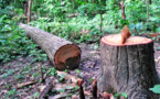 CASAMANCE : Un destin forestier en DANGER