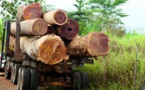 Trafic de bois :23 camions de cailcédrat et de vène saisis à Bignona