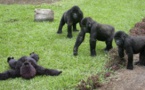 La foudre tue quatres gorilles en Ouganda