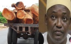 Depuis l'arrivée de Adama Barro: La Gambie a exporté 300.000 tonnes de bois rose de la Casamance vers la Chine