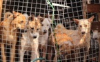 A Ziguinchor 450 chiens abattus en six jours 