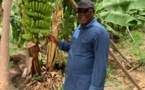 L'ancien ministre d'Etat, Abdoulaye BALDE se lance dans l'agriculture et ...