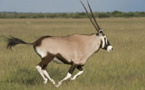Histoire de gros sous : Une gazelle oryx peut coûter jusqu’à 327 millions