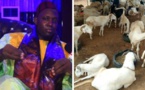 Tabaski 2020: La Cifar ravitaille 65 familles. Des moutons,10 mille masques et 3 millions remis...