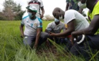 Plantation de 10.000 filaos: Le maire de Djimbéring lance l’opération... 