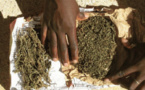 Ziguinchor: Plus de 9kg de chanvre indien saisis par la Douane