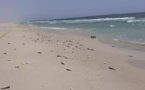 Mauritanie: des millions de poissons morts échoués sur les plages de Nouakchott