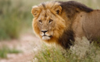 Oussouye: Ce lion hante le sommeil de la population
