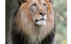 Présence d'un lion à Oussouye: Mythe ou réalité ?