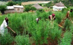 2020: L'exportation du cannabis a rapporté 243 milliards FCFA au Zimbabwe