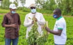 Commercialisation de l’arachide : Macky Sall pour  le contrôle "systématique" des opérations de la campagne