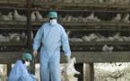 Le Sénégal, enregistre ses premiers cas grippe aviaire