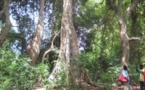 LA FORET CASAMANÇAISE:  Zone à risque et sous le contrôle de bandes armées