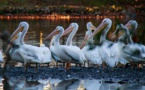Mort étrange de 750 pélicans au parc de Djoudj