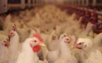 La grippe aviaire plombe le business des aviculteurs 
