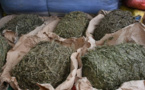 Kaolack : Un militaire arrêté avec 4 kg de chanvre indien