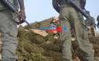 Mbour : Deux militaires cueillis avec 50 kg de Yamba