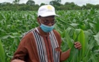 Sénégal : Le ministre de l'agriculture, Moussa Baldé lance le dialogue national sur les systèmes alimentaires
