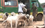 Non-respect du protocole signé avec le gouvernement: Vers le boycott du transport des moutons de Tabaski