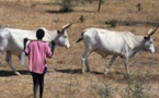 À Linguère, 07 béliers tués par la foudre