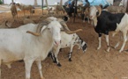 Tabaski 2021: Très peu de moutons à Ziguinchor à une semaine de la fête de "l'Aïd el-Kebir"