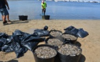 Espagne : des tonnes de poissons morts en mer Mineure à cause d’une pollution aux nitrates