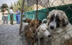 Afghanistan : Une évacuation britannique de 200 chiens et chats fait polémique