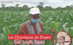Les Chroniques du Doyen – Un hivernage prometteur (Par Majib Sène)
