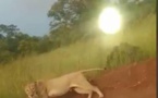 Axe Kedougou - Bembou : un lion perturbe la quiétude des populations