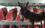 Dakar, un Nigérian arrêté avec un chariot contenant de la viande d’âne