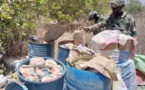Casamance : L’Armée nationale a saisi plusieurs tonnes de chanvre indien dans des bases rebelles
