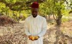 Fruits qui pourrissent en Casamance : Sonko tacle Macky