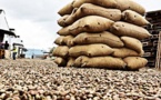 "En Casamnce toutes les entreprises ont cessé d'acheter la noix. Les prix ont chuté..."