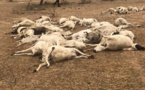 Linguère : La première pluie a décimé 1380 petits ruminants au Ranch de Dolly
