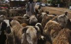 Soudan: plus de 15 000 moutons meurent noyés après le naufrage d'un navire