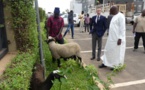 Dakar, le ministre de l'élevage réceptionne les moutons offerts par Macron