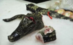 CRIMINALITE FAUNIQUE A TAMBA : Des viandes de crocodile et de peaux de léopard saisis